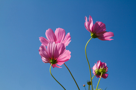 在花园波斯菊花卉