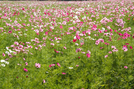 在花园波斯菊花卉