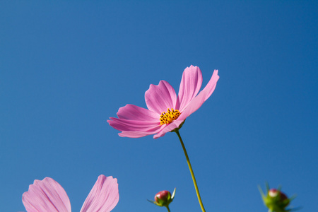 在花园波斯菊花卉