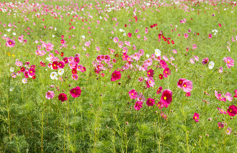 在花园波斯菊花卉