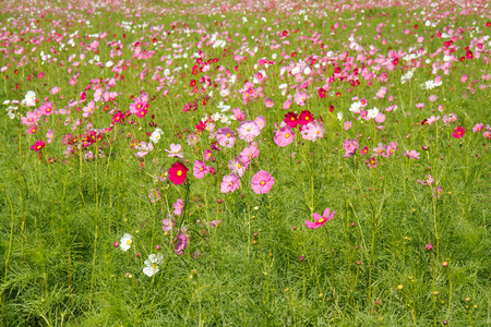 在花园波斯菊花卉