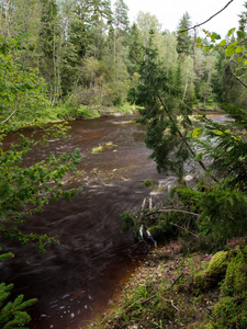 山区河流被森林包围的夏天