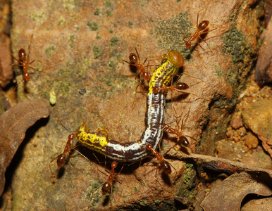 群体攻击蠕虫在自然中的红蚂蚁