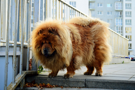 生活在欧洲城市的棕色松狮犬狗照片