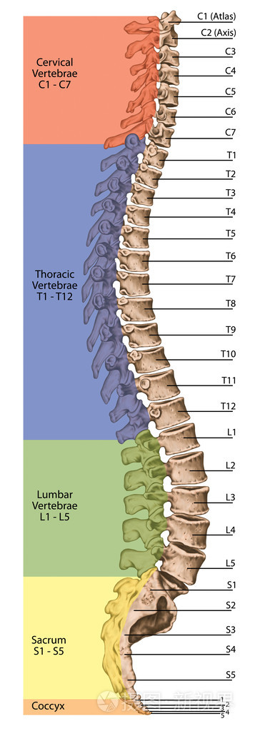 教诲局解剖人类骨骼系统骨骼脊椎骨性脊柱columna椎脊柱椎体骨躯干壁