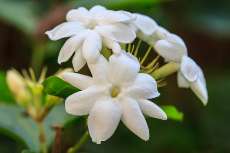 花园里的白茉莉花