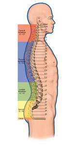 教诲局，解剖人体骨系统 人类骨骼系统 骨骼 脊椎 骨性脊柱 columna 椎 脊柱 椎体骨 解剖身体 横向视