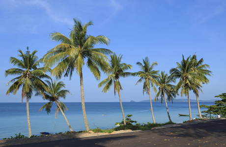 棕榈树在热带海滩
