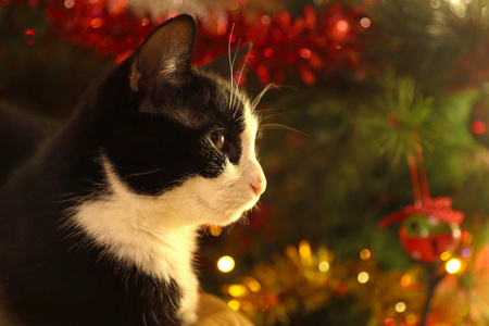 黑色和白色猫前面一棵圣诞松树图片