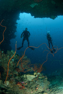 潜水员，海绵，钢丝珊瑚的安汶，印度尼西亚马鲁古群岛的水下照片