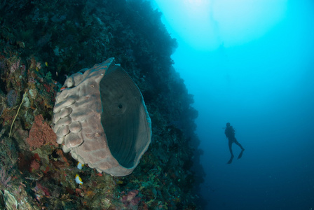 潜水员，海绵在安汶，印度尼西亚马鲁古群岛的水下照片