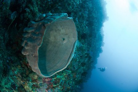 潜水员，海绵在安汶，印度尼西亚马鲁古群岛的水下照片