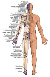 解剖人体，人体骨骼，解剖人体骨骼系统，身体表面轮廓及明显骨突起的树干和上 下肢 后部全身
