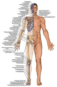 解剖人体，人体骨骼，解剖人体骨骼系统，身体表面轮廓及明显骨突起的树干和上下肢 前视图全身