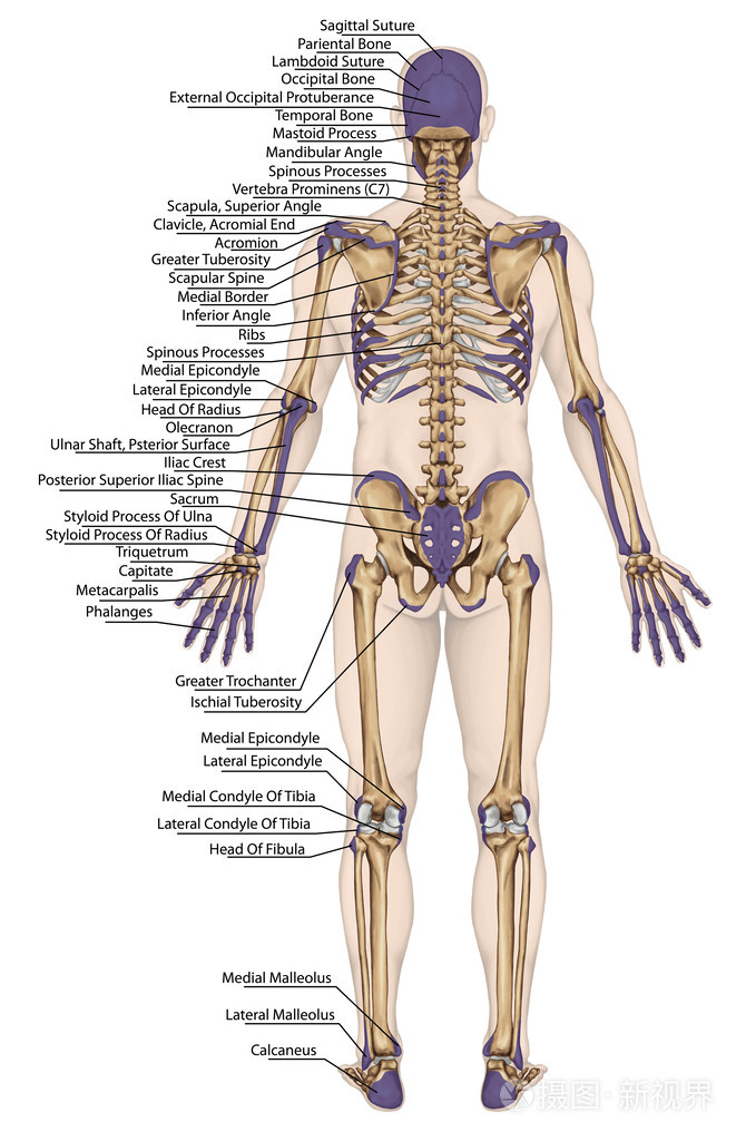 人体骨骼结构图清晰图片