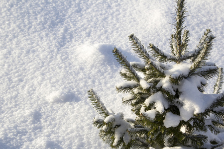 对白色雪霜的圣诞树