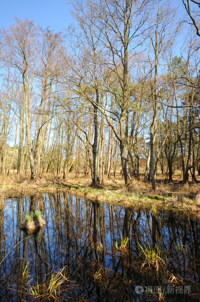 在达尔瑟奥尔特的森林沼泽