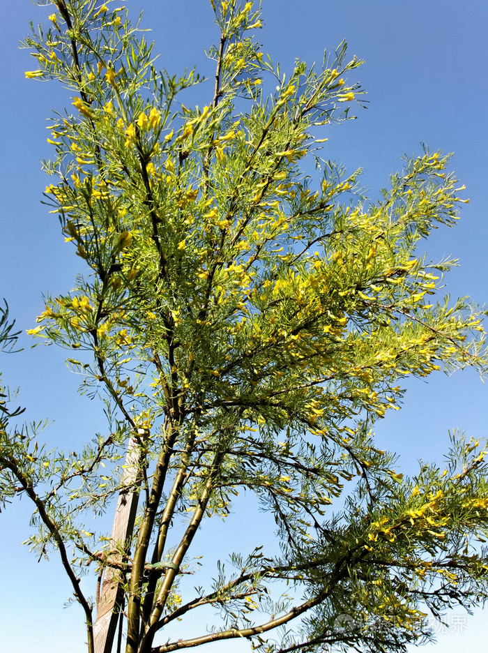 黄色相思树