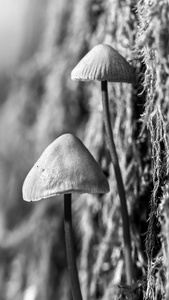 冬季蘑菇