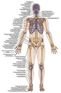 解剖人体，人体骨骼，解剖人体骨骼系统，身体表面轮廓及明显骨突起的树干和上下肢 前视图全身