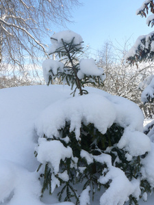 大雪覆盖的冷杉