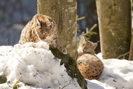 猞猁在雪背景时看着你