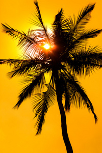 橙色辉光夕阳与棕榈树剪影
