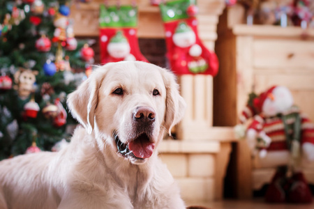 金毛猎犬，圣诞节和新年