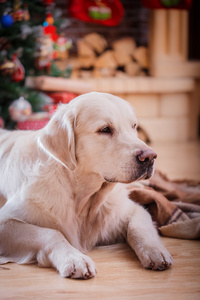 金毛猎犬，圣诞节和新年