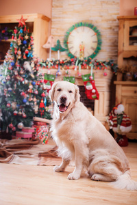 金毛猎犬，圣诞节和新年