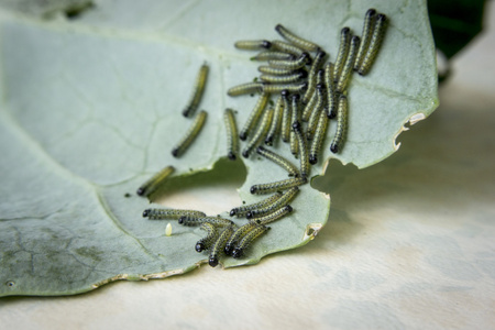 大,菜粉蝶的幼虫照片
