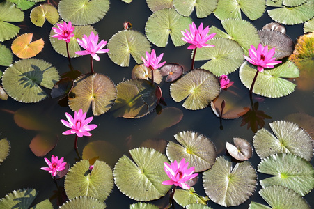 美丽的粉红色莲花池塘里