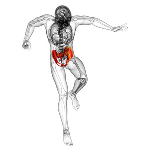 3d 渲染医学插图的髋关节骨