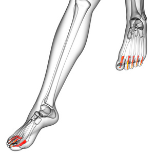 3d 渲染医学插图的指骨脚