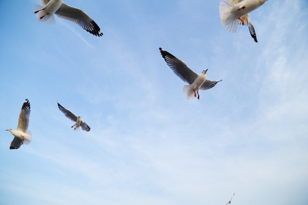 海鸥飞在天空下