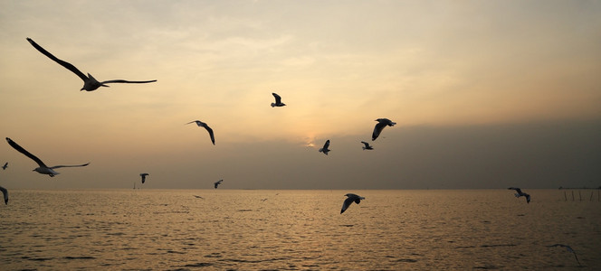 在邦浦海滩与日落海鸥