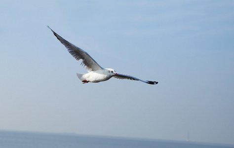 海鸥飞在邦浦海滩的天空下