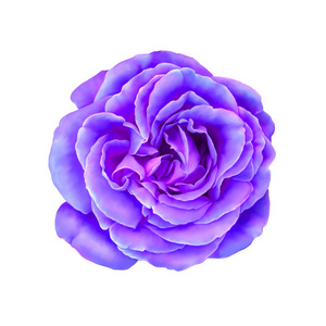 紫玫瑰花蕾