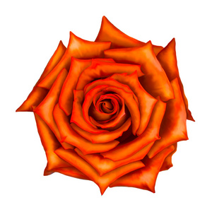 橙色玫瑰花蕾