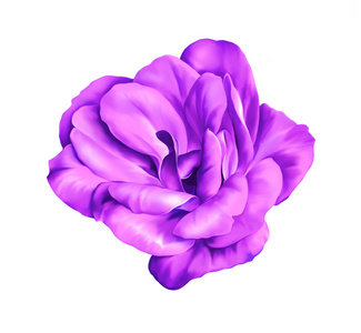 紫色花芽