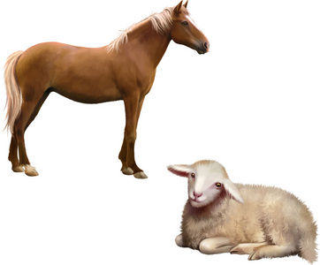 混合的品种马和羊照片