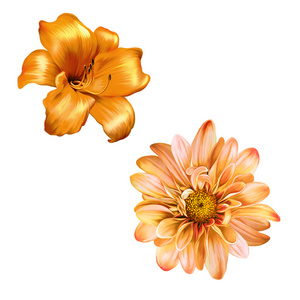 黄莉莉和明亮的橙色花
