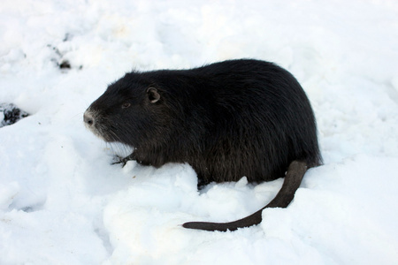 Nutria  . Myocastor coypus