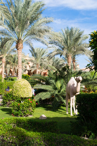 棕榈树和一头骆驼