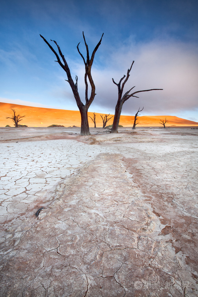 deadvlei 树木和地球