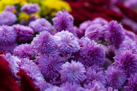 盛开的紫色黄色和紫癜菊花或菊花