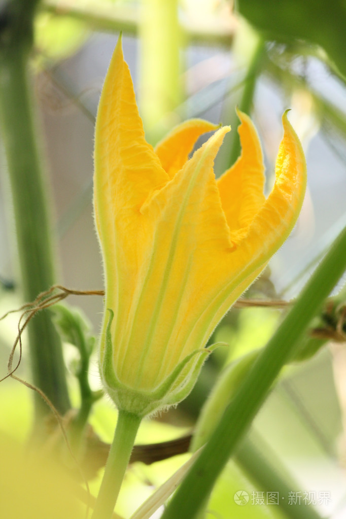 黄色的南瓜花