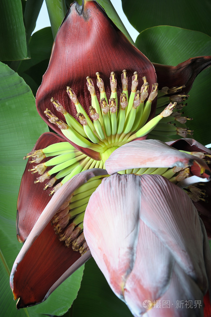 香蕉开花
