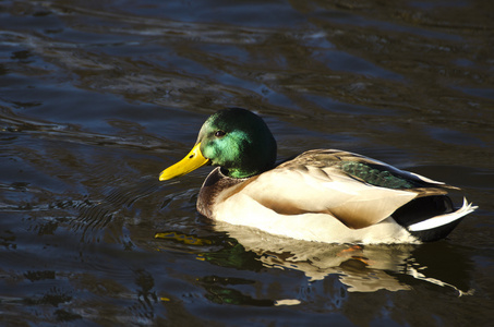 绿头鸭 北京鸭 放松在池塘里