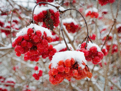 被蓬松的雪覆盖的浆果